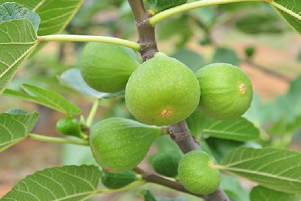  無(wú)花果有什么營(yíng)養(yǎng)？