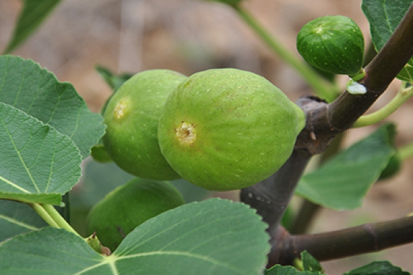 無(wú)花果系列栽培技術(shù)之－土肥水管理