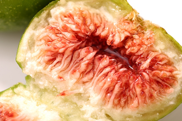 無(wú)花果系列栽培技術(shù)之－建園與栽植