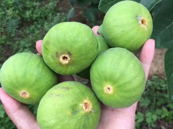 無花果種植基地