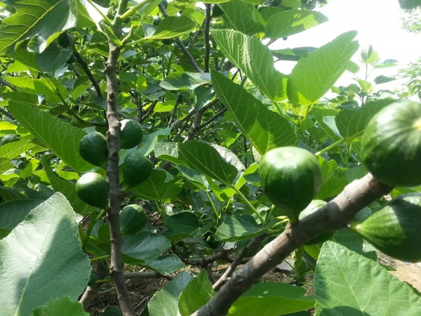 無花果種植基地