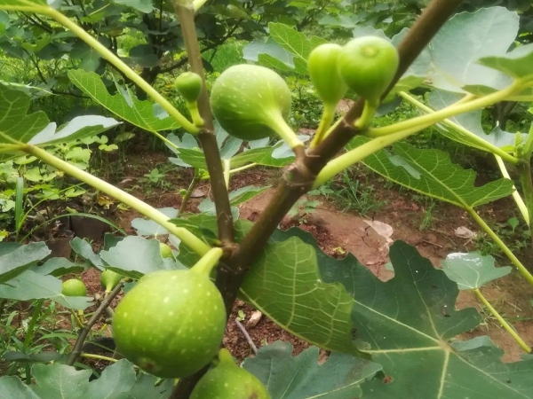 無花果種植基地
