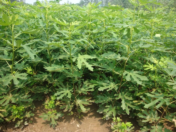 無花果種植基地